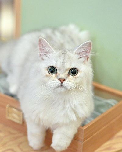 Whiskas