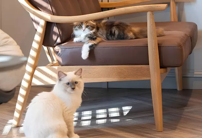gatos